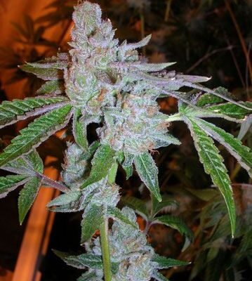The Cali Connection Tahoe OG Kush feminisiert – 6 Samen