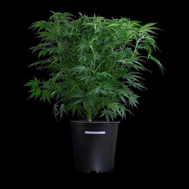 Brothers Grimm Seeds Thai Herer 99 feminisiert – 3 Samen – Bild 2