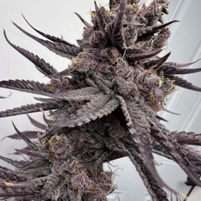 Solfire Gardens Trap God feminisiert – 6 Samen