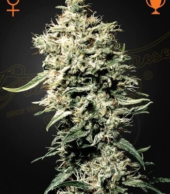 Green House Seed Co. White Rhino