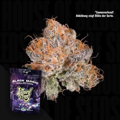 Wizard Trees Black Light – 3er Packung
