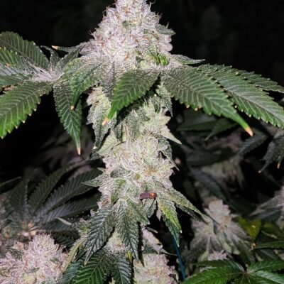 Ethos Genetics Wrank S1 feminisiert – 5 Samen