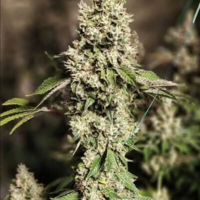Ethos Genetics Z Cut RBX2 feminisiert – 5 Samen