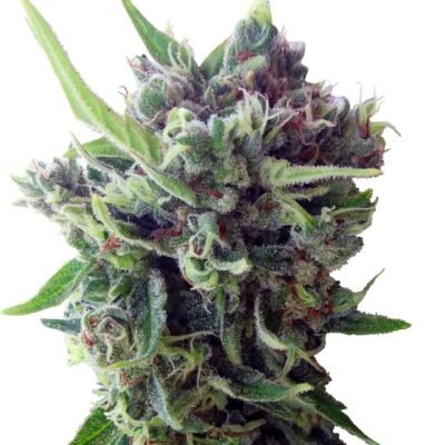 Ace Seeds Zamaldelica Auto feminisiert