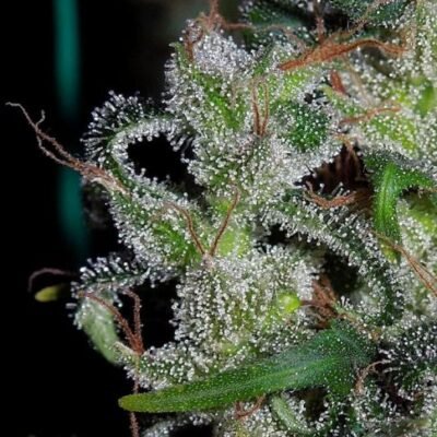 Ace Seeds Zamaldelica regulär