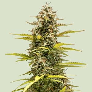 RQS Cosmos F1