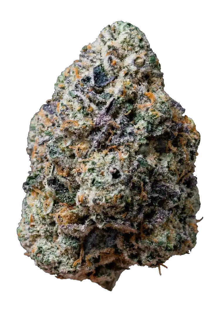 Fast Buds Gary Sherbet Hanfsamen – Bild 2