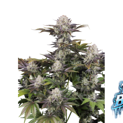 Fast Buds Frostbanger Auto Hanfsamen