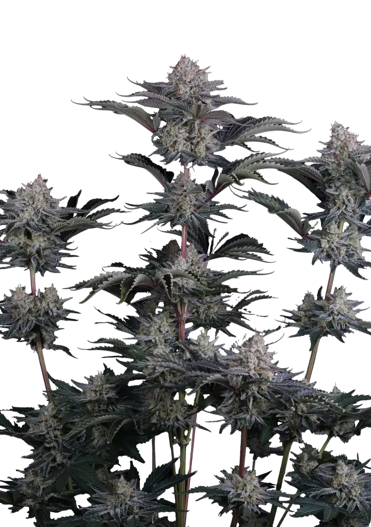 Fast Buds Mendo Frost Auto Hanfsamen – Bild 2