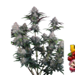 Fast Buds Lemon Cherry Sundae Auto Hanfsamen