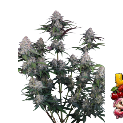 Fast Buds Lemon Cherry Sundae Auto Hanfsamen