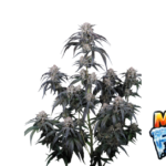 Fast Buds Mango Frost Auto Hanfsamen