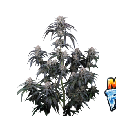 Fast Buds Mango Frost Auto Hanfsamen