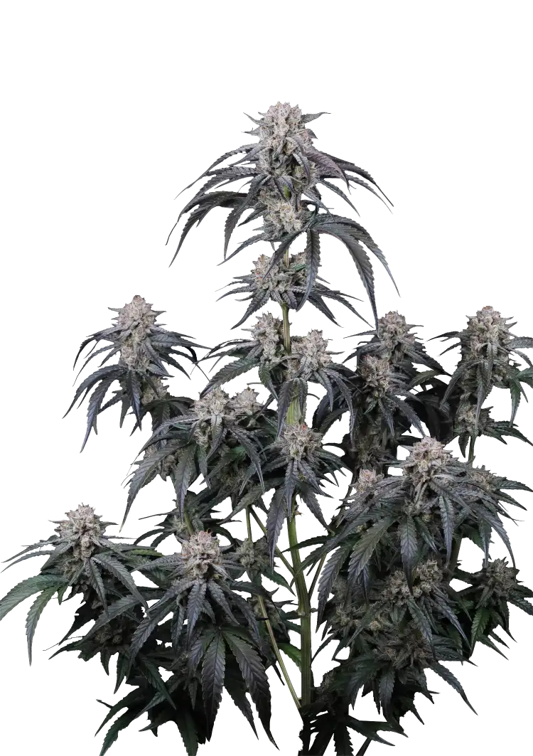 Fast Buds Mango Frost Auto Hanfsamen – Bild 2