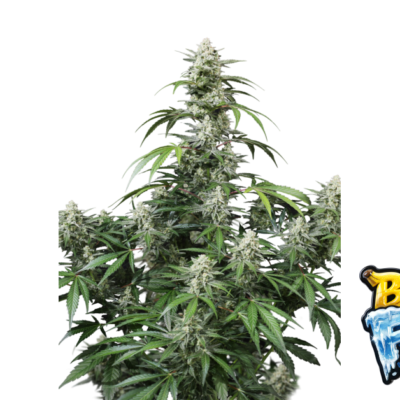 Fast Buds Banana Frost Auto Hanfsamen