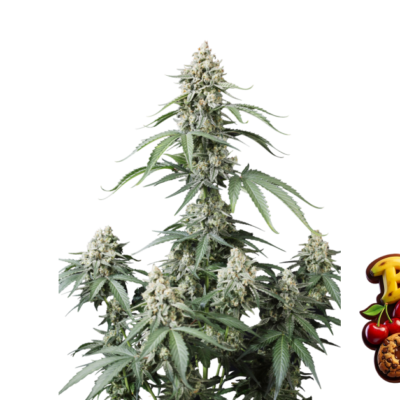 Fast Buds Banana Cherry Cookies Auto Hanfsamen