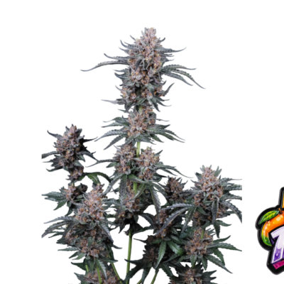 Fast Buds Mango Cherry Runtz Auto Hanfsamen