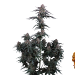 Fast Buds Mendo Cherry Cookies Auto Hanfsamen
