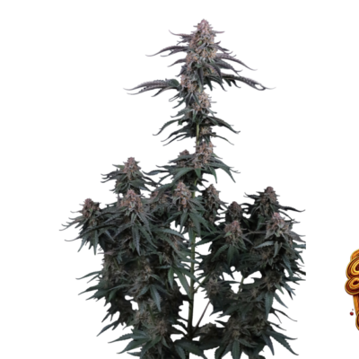 Fast Buds Mendo Cherry Cookies Auto Hanfsamen