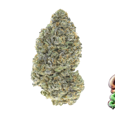 Fast Buds Garlic Mint Sherbet Hanfsamen