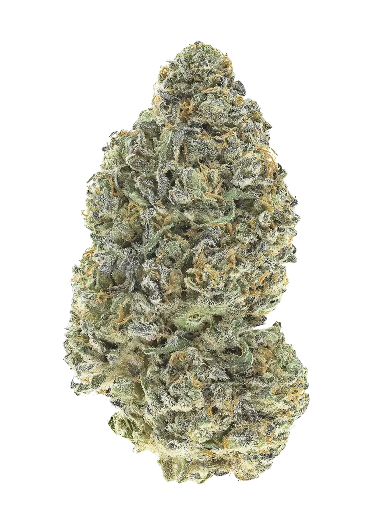 Fast Buds Garlic Mint Sherbet Hanfsamen – Bild 2