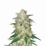 Nirvana Seeds Gelato Auto feminisiert