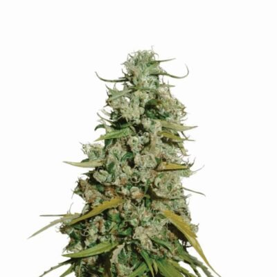 Nirvana Seeds Hawaii Maui Waui feminisiert