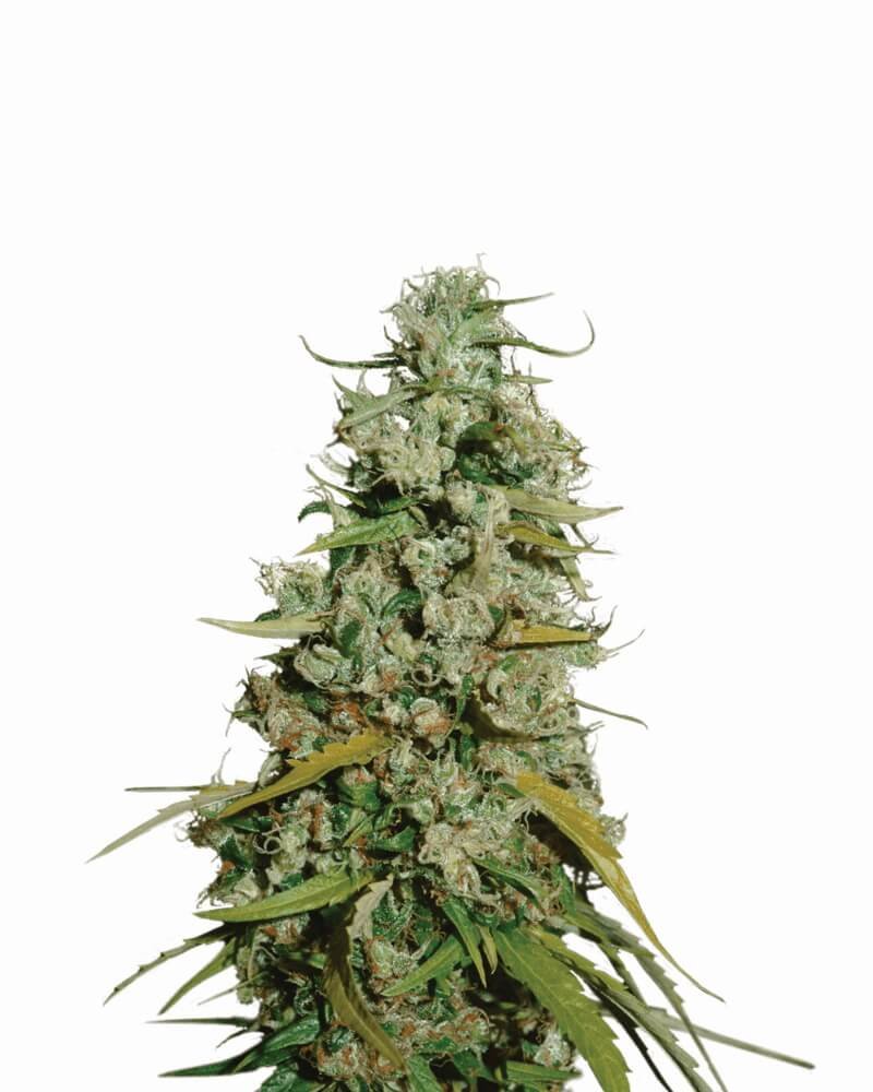 Nirvana Seeds Hawaii Maui Waui feminisiert