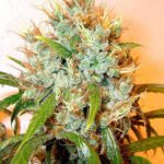 Serious Seeds Kali Mist regulär