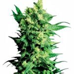 Sensi Seeds Shiva Shanti II regulär