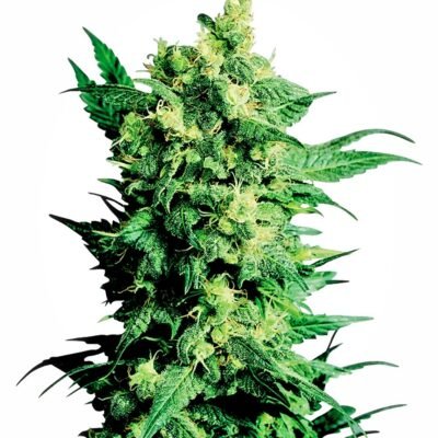 Sensi Seeds Shiva Shanti II regulär