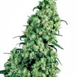 Sensi Seeds Skunk #1 regulär
