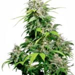Sensi Seeds Californian Indica regulär