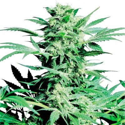 Sensi Seeds Shiva Skunk regulär