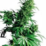 Sensi Seeds Shiva Shanti regulär