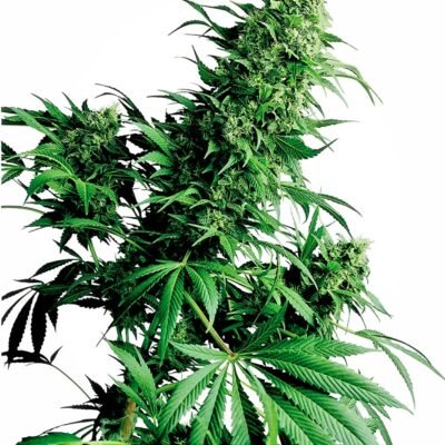 Sensi Seeds Shiva Shanti regulär