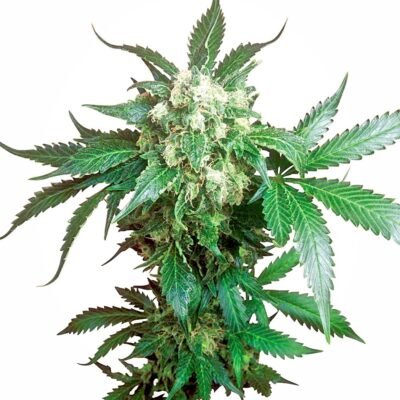 Sensi Seeds Black Domina regulär
