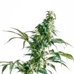 Sensi Seeds Mexican Sativa regulär