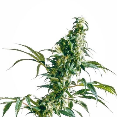 Sensi Seeds Mexican Sativa regulär