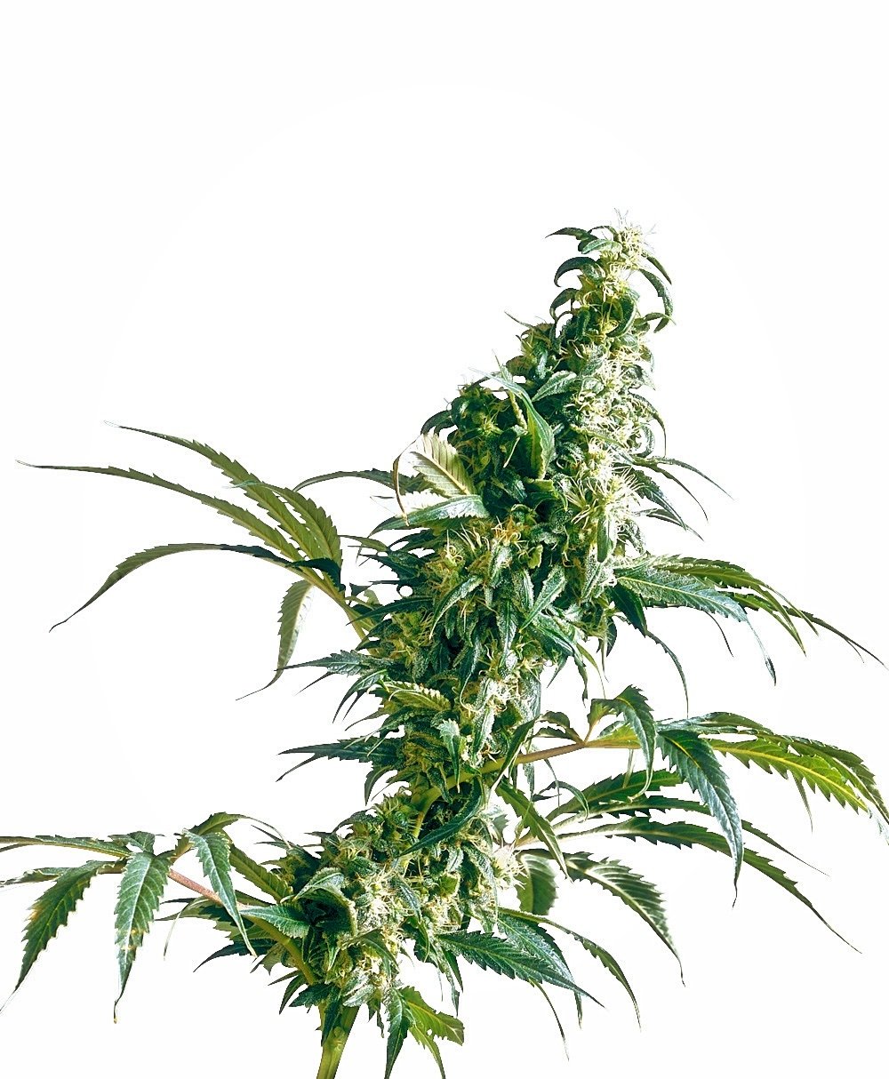 Sensi Seeds Mexican Sativa regulär