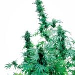 Sensi Seeds Early Skunk regulär