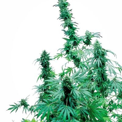 Sensi Seeds Early Skunk regulär