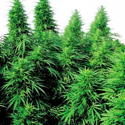 Sensi Seeds Ruderalis Skunk regulär