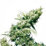 Sensi Seeds Jamaican Pearl regulär