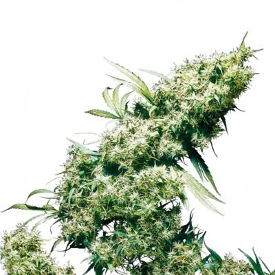 Sensi Seeds Jamaican Pearl regulär