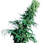 Sensi Seeds Early Pearl regulär