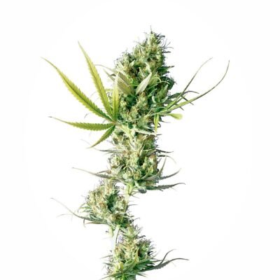 Sensi Seeds Durban regulär
