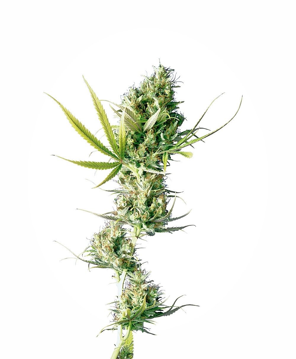 Sensi Seeds Durban regulär