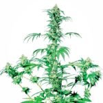 Sensi Seeds Early Girl regulär