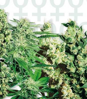 Sensi Seeds Mixed feminisiert
